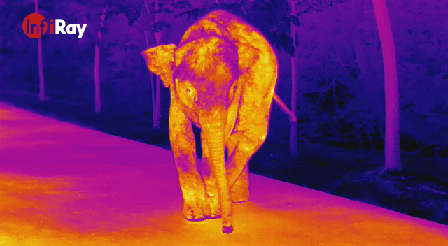 热成像夜视仪通过探测动物的体温与环境温度的差异来形成图像,能有效